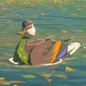 Bright-chested Duck