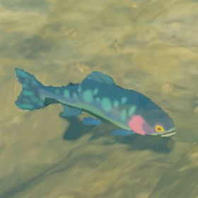 Chillfin Trout