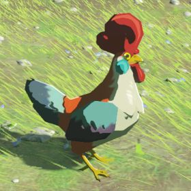 Cucco