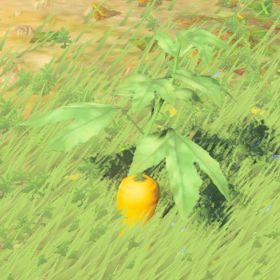 Endura Carrot