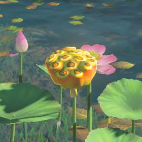 Fleet-lotus Seeds