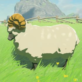 Highland Sheep
