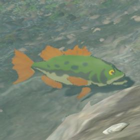 Hyrule Bass