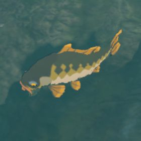 Mighty Carp