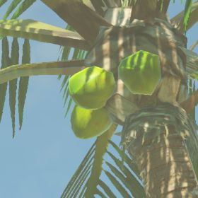 Palm Fruit