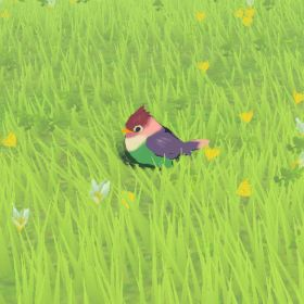 Rainbow Sparrow