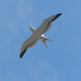 Seagull