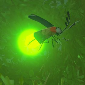 Sunset Firefly