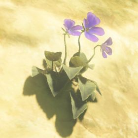 Swift Violet