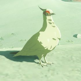 White Pigeon