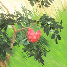 Wildberry