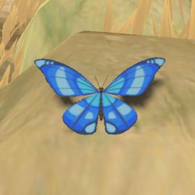 Winterwing Butterfly