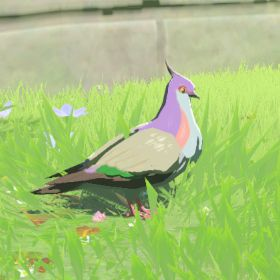 Wood Pigeon